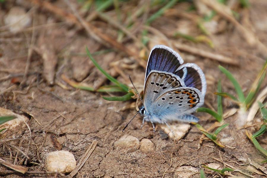 Plebejus (Plebejus) cfr. argus (maschio)